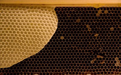 Včelí vosk v kosmetice – jak vybrat ten nejlepší
